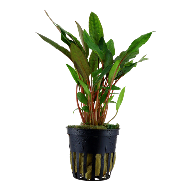 Tropica Potted - Cryptocoryne beckettii 'Petchii'