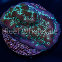 True Undata Montipora Frag