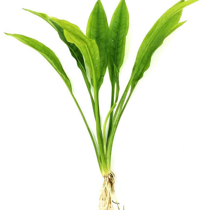 Sword Amazon (Echinodorus bleheri) (Pot)