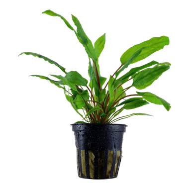 Tropica Potted - Cryptocoryne wendtii 'Green'