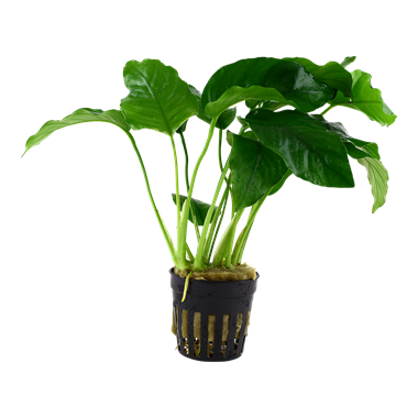 Anubias barteri var. barteri (Terracotta Pot)