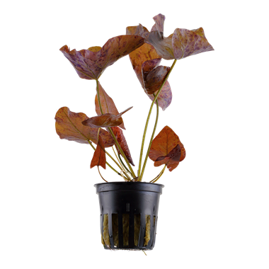 Tropica Potted - Nymphaea lotus