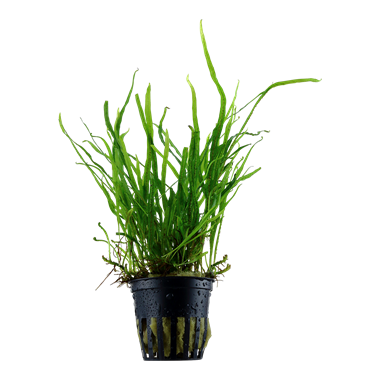 Tropica Potted - Microsorum pteropus 'Trident'