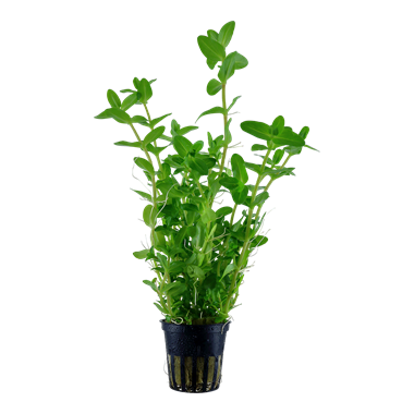 Bacopa caroliniana - Potted
