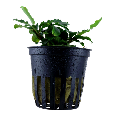 Tropica Potted - Bucephalandra pygmaea 'Bukit Kelam'