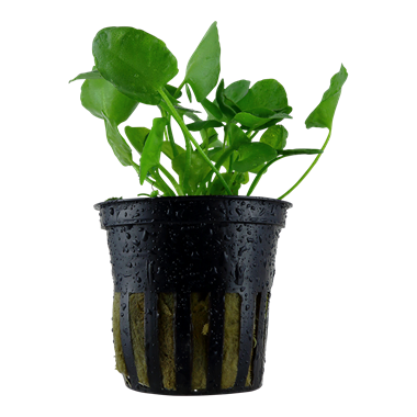Tropica Potted - Nymphoides hydrophylla 'Taiwan'