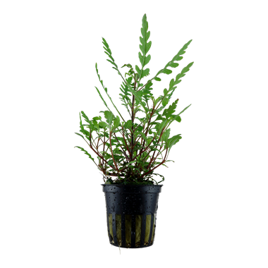 Tropica Potted - Hygrophila pinnatifida