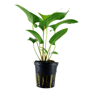Tropica Potted - Anubias gracilis