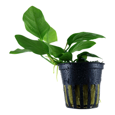 Tissue Culture | Anubias 'Golden Coin'