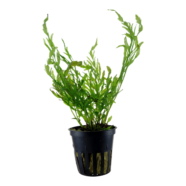 Bolbitis heudelotii (Ring Bunch)