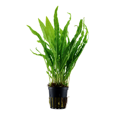Tropica Potted - Microsorum pteropus