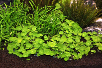 Brazilian Pennywort (Hydrocotyle leucocephala) (Terracotta Pot)