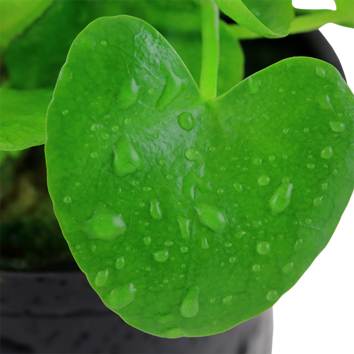 Tropica Potted - Nymphoides hydrophylla 'Taiwan'