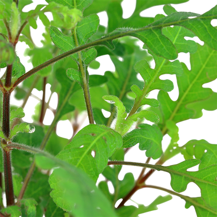 Tropica Potted - Hygrophila pinnatifida