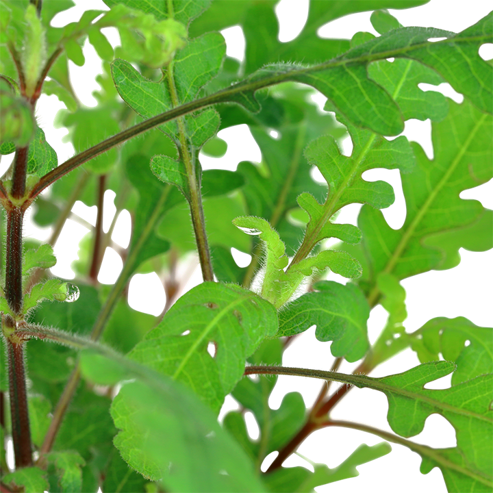 Tropica Potted - Hygrophila pinnatifida