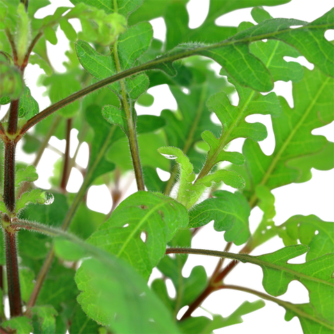 Tropica Potted - Hygrophila pinnatifida