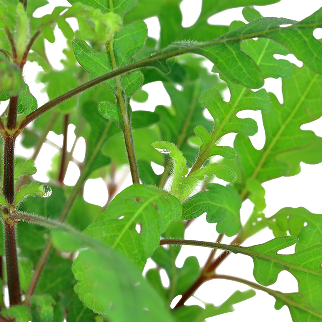 Tropica Potted - Hygrophila pinnatifida