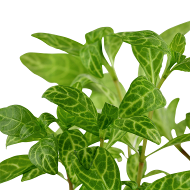 Sunset Hygro (Hygrophila polysperma) 'Rosanervis'