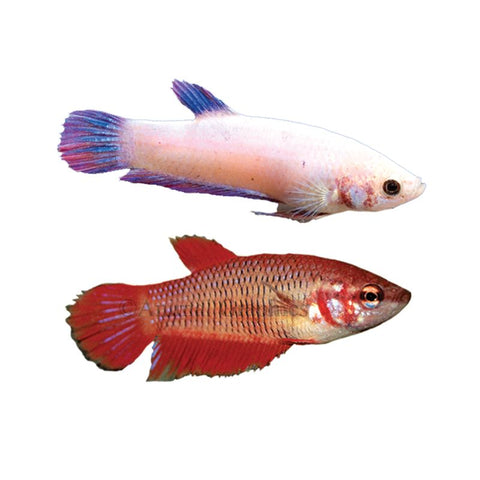 Betta Female (Betta imbellis)