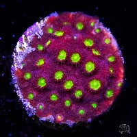 Bling Bling Cyphastrea Frag
