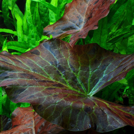 Tropica Potted - Nymphaea lotus