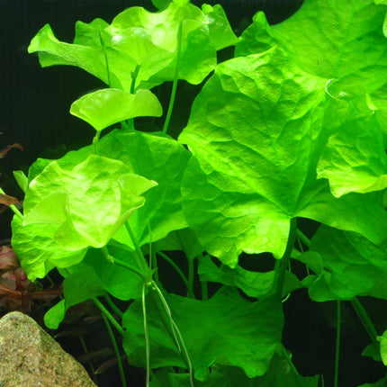 Tropica Potted - Nymphoides hydrophylla 'Taiwan'