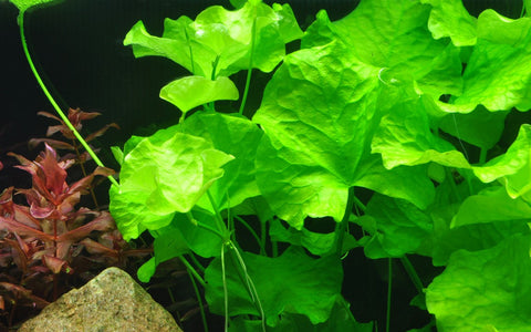 Tropica Potted - Nymphoides hydrophylla 'Taiwan'