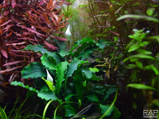 Tropica Potted - Bucephalandra pygmaea 'Bukit Kelam'