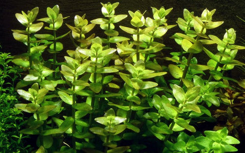 Tropica Potted - Bacopa caroliniana