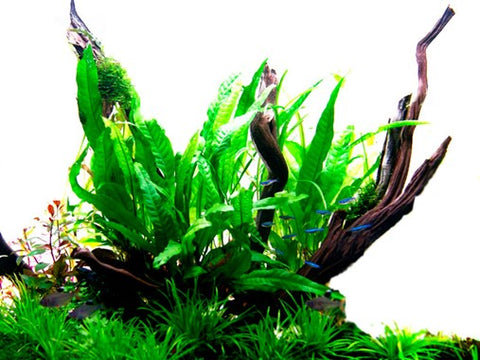 Tropica Potted - Microsorum pteropus
