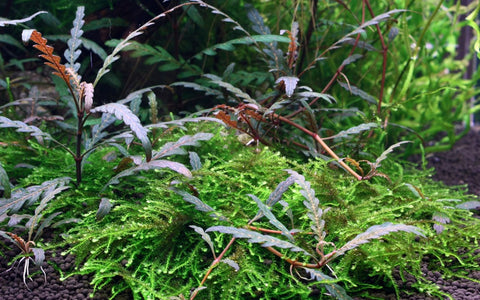 Tropica Potted - Hygrophila pinnatifida