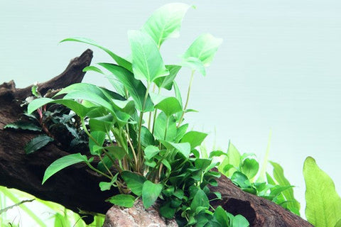 Tropica Potted - Anubias gracilis