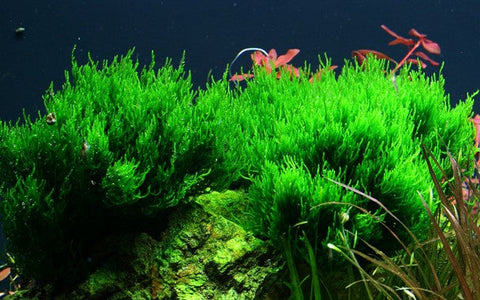 Tropica 1•2•Grow! - Taxiphyllum sp. ’Flame Moss’