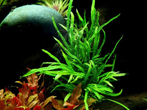 Tropica Potted - Microsorum pteropus 'Trident'