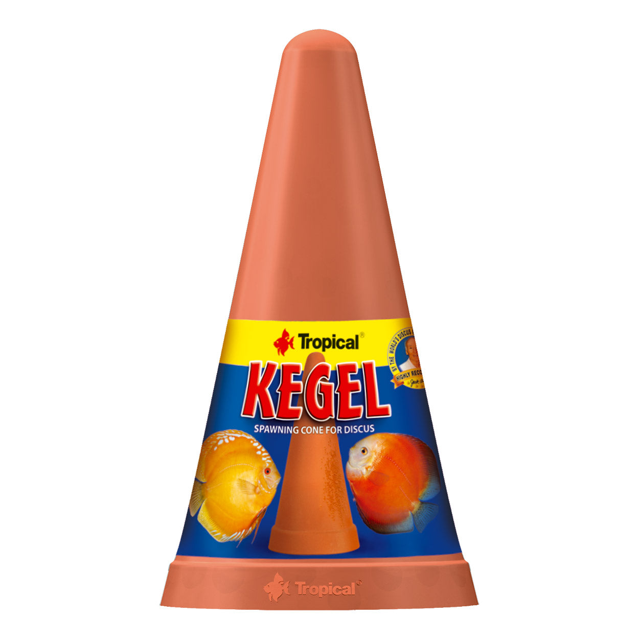 Tropical Kegel Spawning Cone