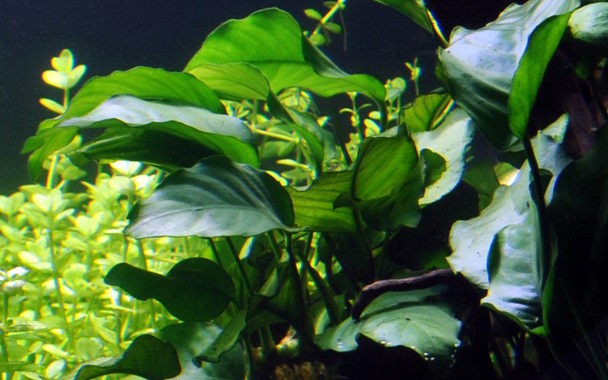 Anubias barteri var. barteri (Terracotta Pot)