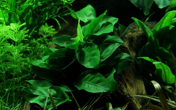 Tissue Culture | Anubias 'Golden Coin'
