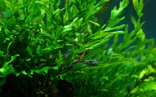 Tissue Culture | Bolbitis heudelotii