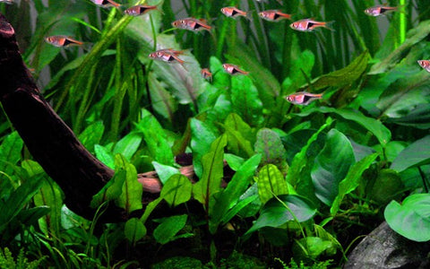 Tropica Potted - Cryptocoryne wendtii 'Green'