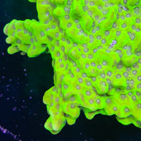 Electric Green Alien Montipora Frag