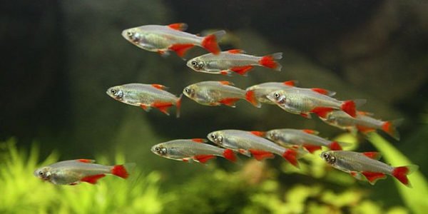 Tetra Redflank Bloodfin (Aphyocharax rathbuni)