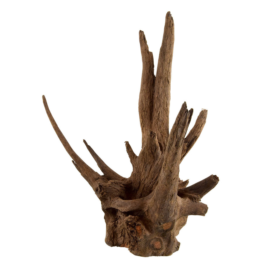 Underwater Treasures Eucalyptus Root