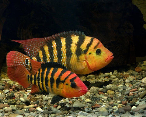 Cichlid Red Terror (Cichlasoma festae)