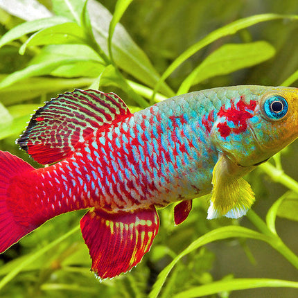 Killifish Redtail (Nothobranchius guentheri)