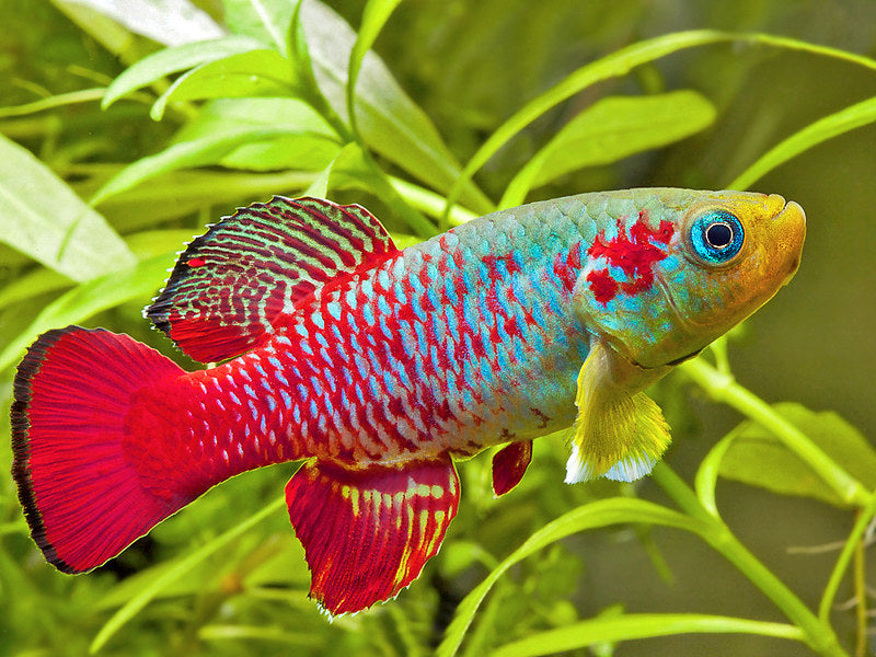 Killifish Redtail (Nothobranchius guentheri)