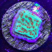 Jedi Mind Trick Montipora Frag