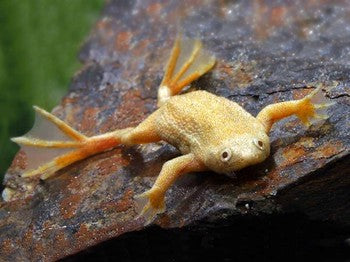 Frog Golden Dwarf (Hymenochirus boettgeri)