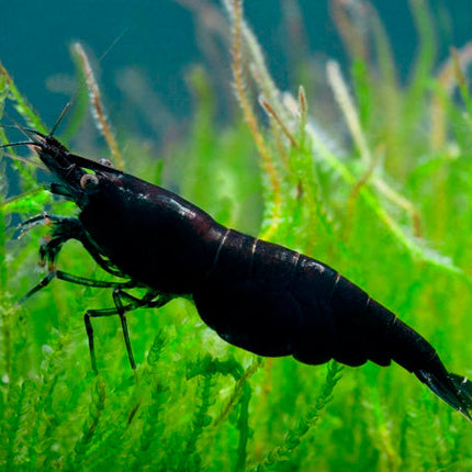 Shrimp Black (Neocaridina sp.)