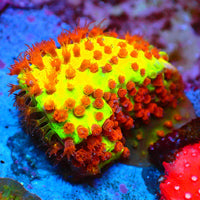 Burning Banana Stylocoeniella Frag