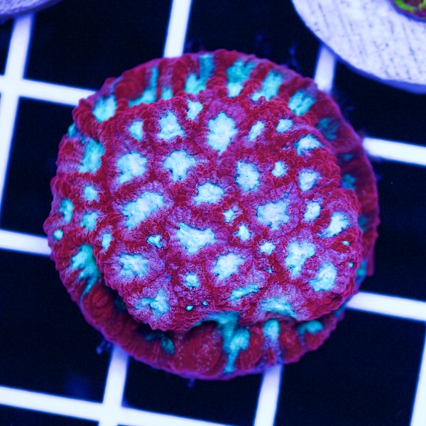 Odyssey Favia